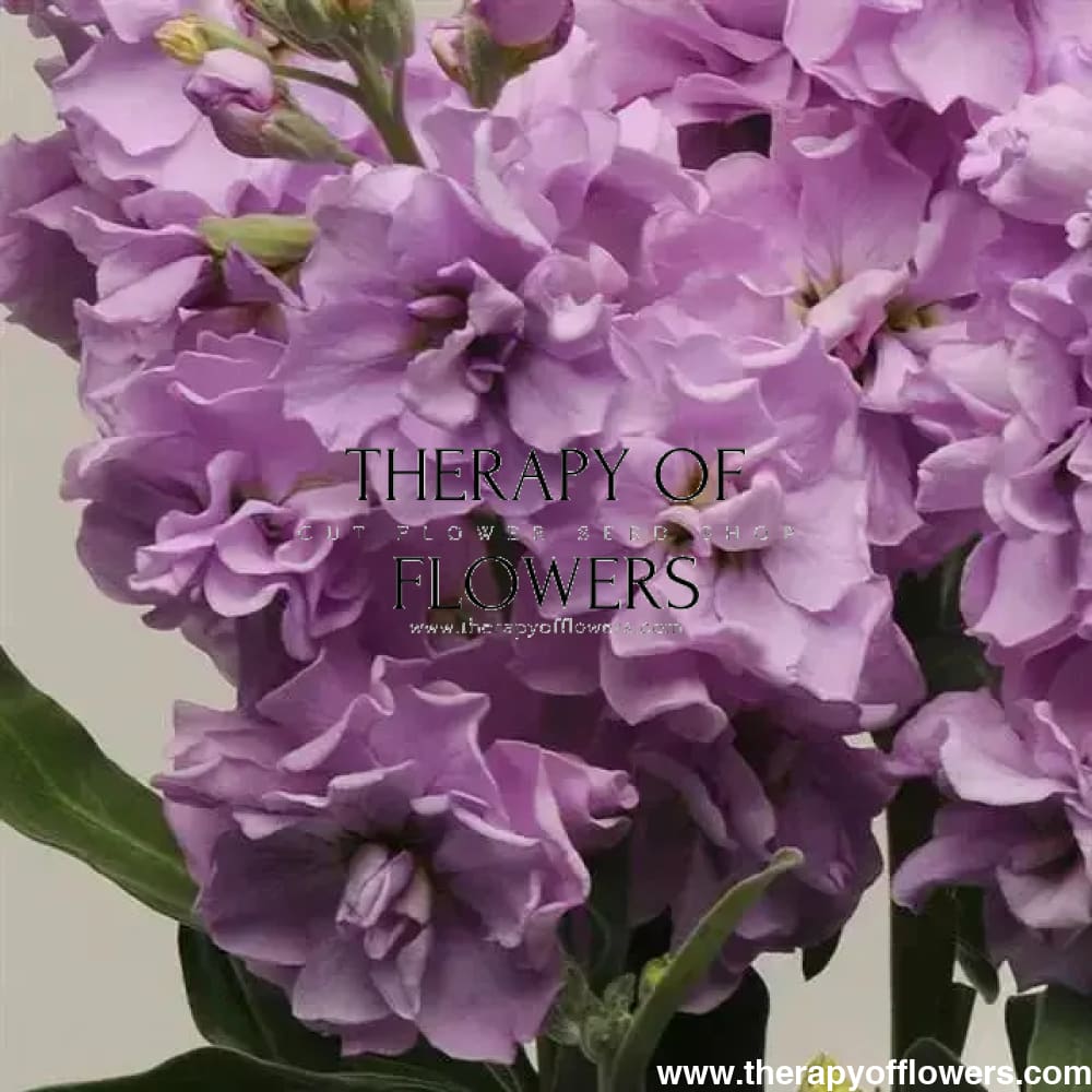 Matthiola incana Katz Lavender Light.