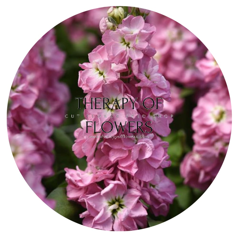 Matthiola incana Mathilda™ Antique Rose therapyofflowers.com