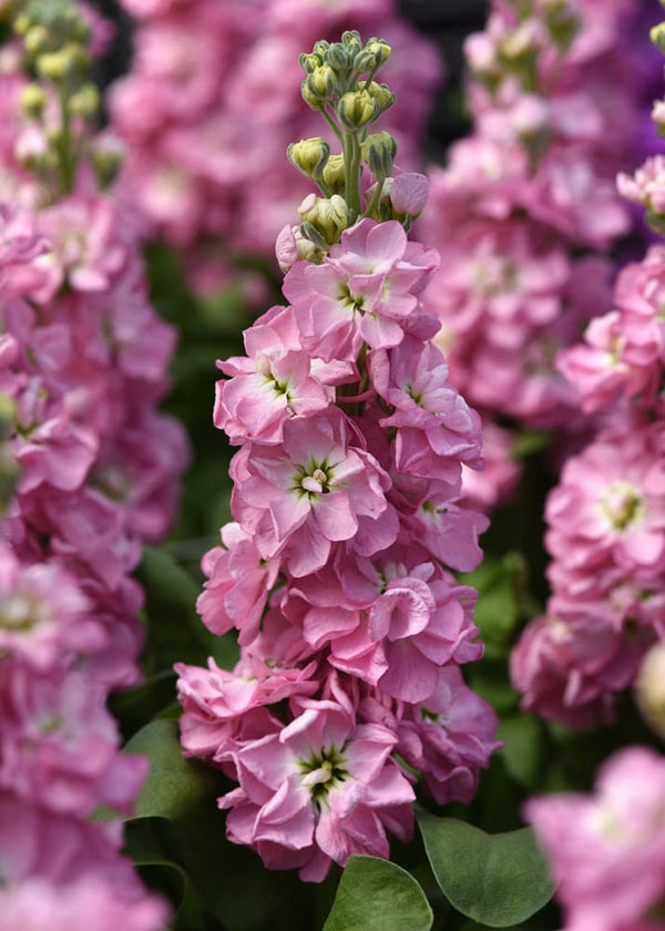 Matthiola incana Mathilda™ Antique Rose | Stock Seeds for Cut Flowers ...