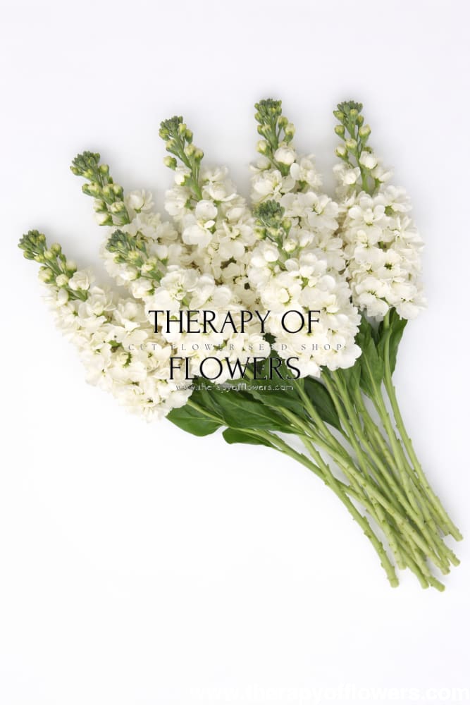 Matthiola incana Mathilda™ White | Stock | Group 2 therapyofflowers.com