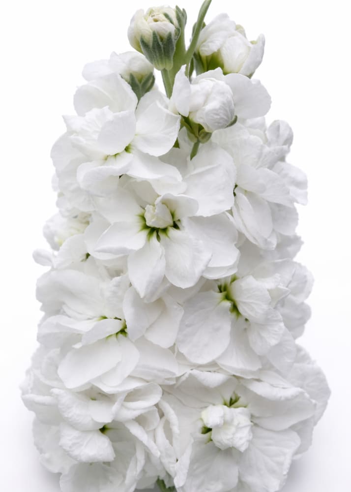 Matthiola incana Mathilda™ White | Stock | Group 2 therapyofflowers.com