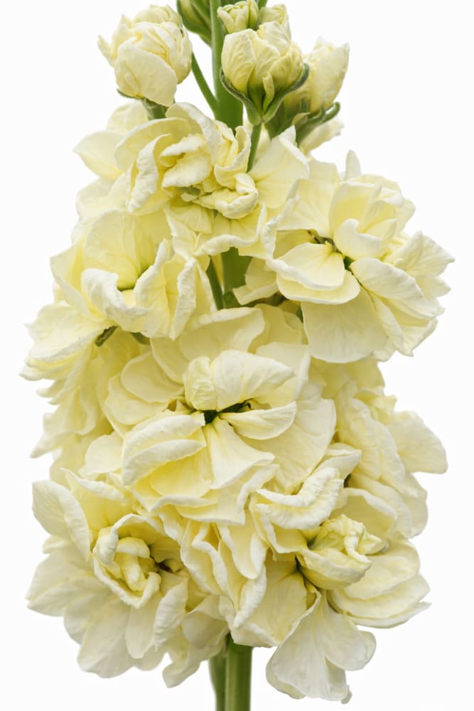 Matthiola incana Mathilda™ Yellow | Stock | Group 2 therapyofflowers.com