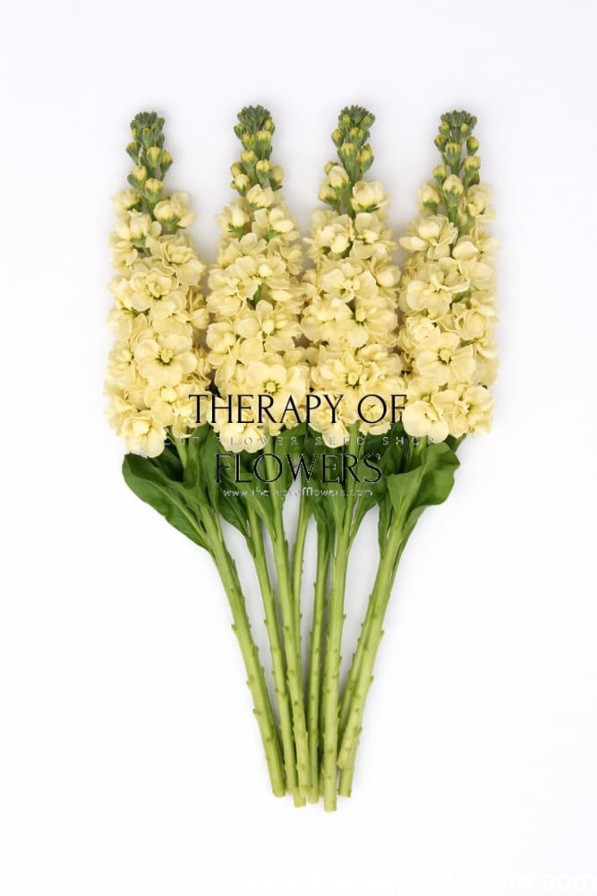 Matthiola incana Mathilda™ Yellow | Stock | Group 2 - 50 seeds / 80 cm - seeds