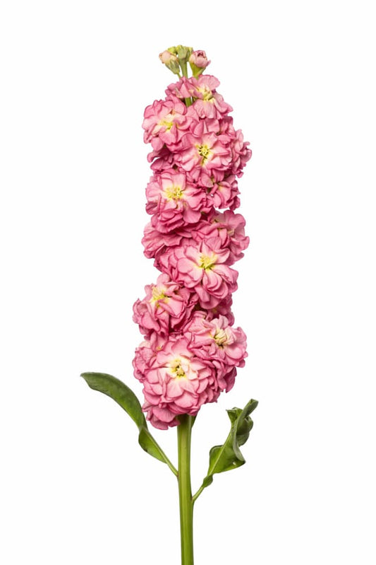 Matthiola incana StoX® Antique Rose | Stock - 30 seeds / 65-75 cm / Dusty rose - Seeds