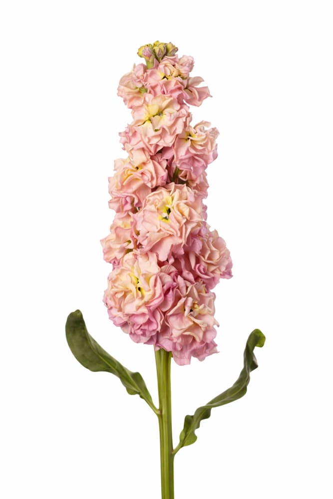 Matthiola incana StoX® Champagne | Stock - 30 seeds / 65-75 cm / Peachy pink - Seeds