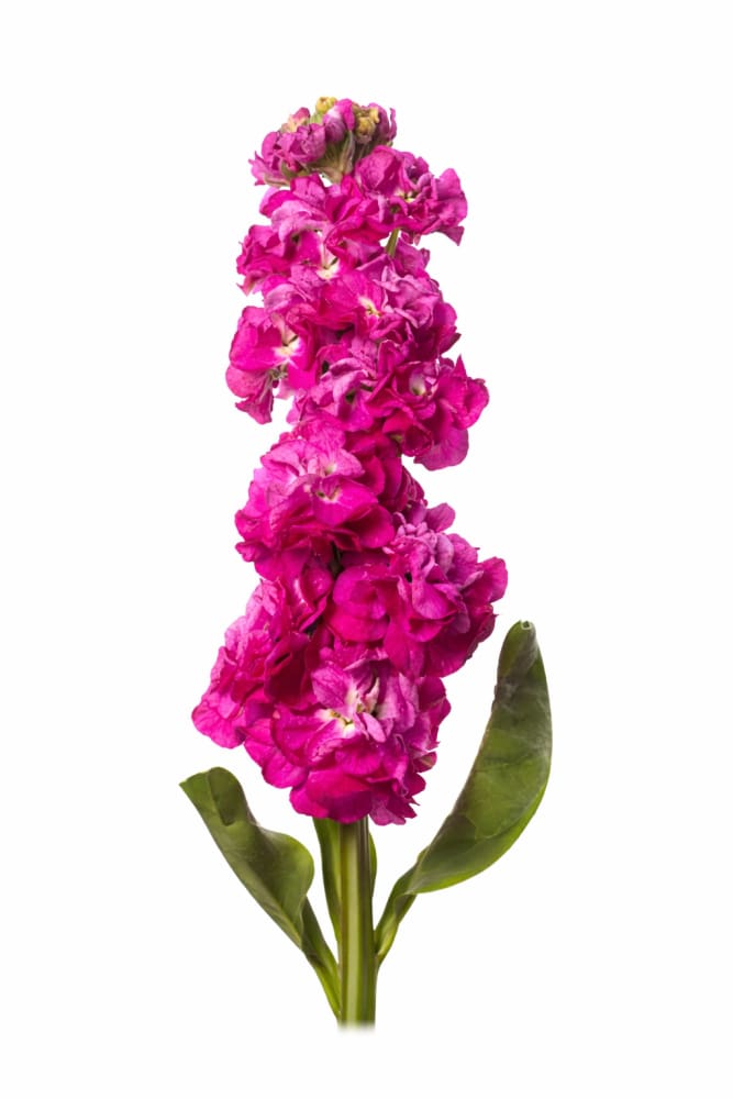 Matthiola incana StoX® Deep Rose | Stock - 30 seeds / 65-75 cm / Rich rose - Seeds