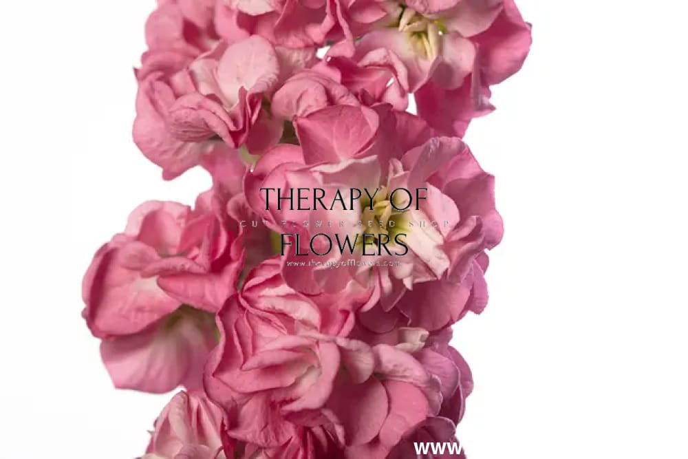 Matthiola incana StoX® Rose Pink | Stock - 30 seeds / 65-75 cm / Rose-pink - Seeds