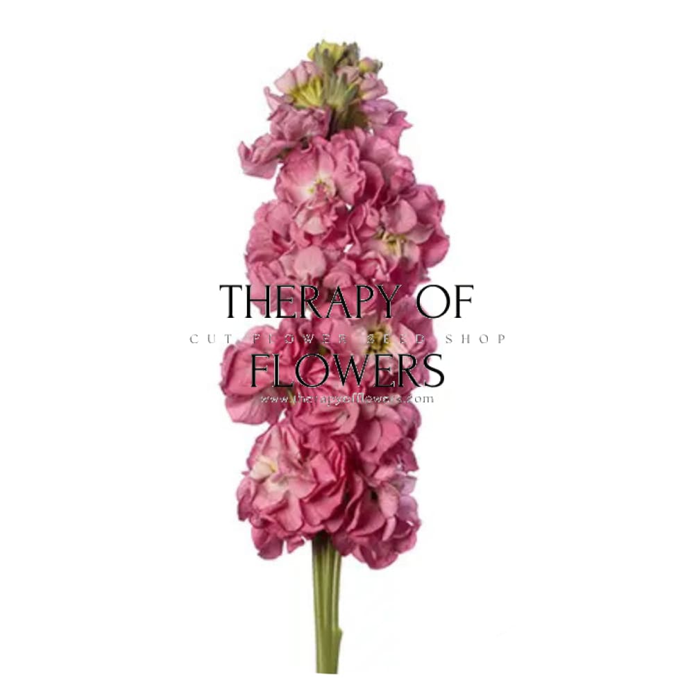 Matthiola incana StoX® Rose Pink | Ideal for cut flowers, floral