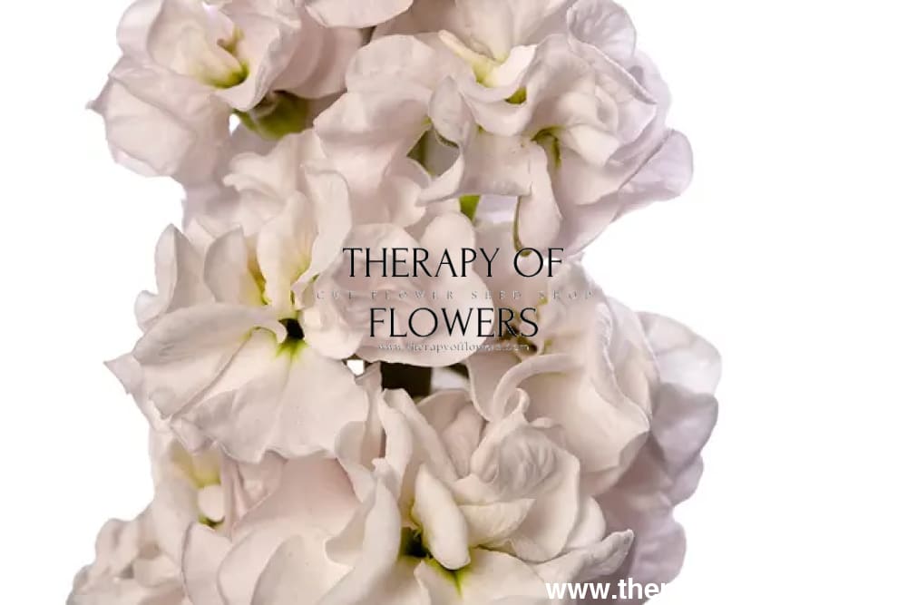 Matthiola incana StoX® Silver | Stock - 30 seeds / 65-75 cm / Silver-lavender - Seeds