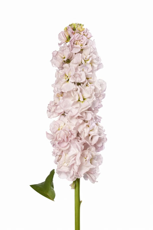 Matthiola incana StoX® Silver | Stock - 30 seeds / 65-75 cm / Silver-lavender - Seeds