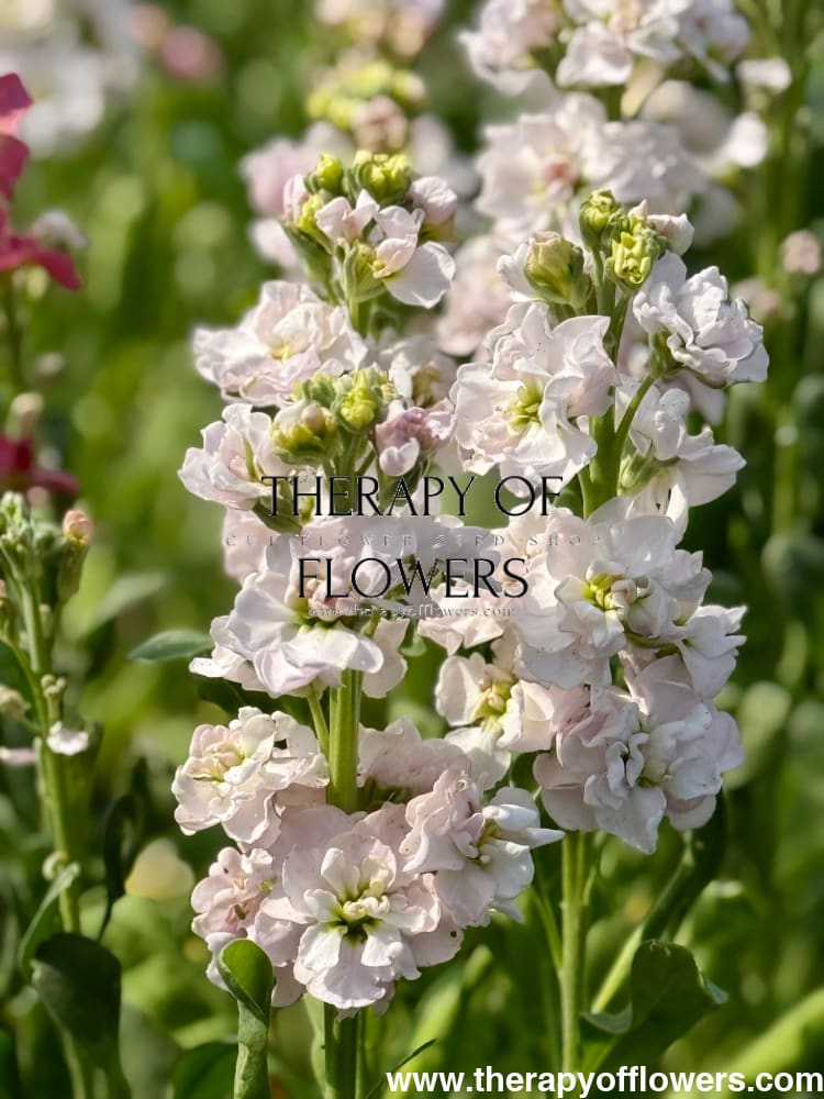 Matthiola incana StoX® Silver | Stock therapyofflowers.com