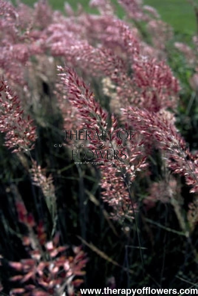 Melinis nerviglumis Savannah | Ruby Grass therapyofflowers.com