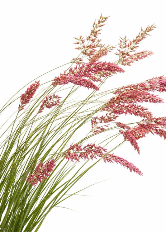 Melinis nerviglumis Savannah | Ruby Grass therapyofflowers.com