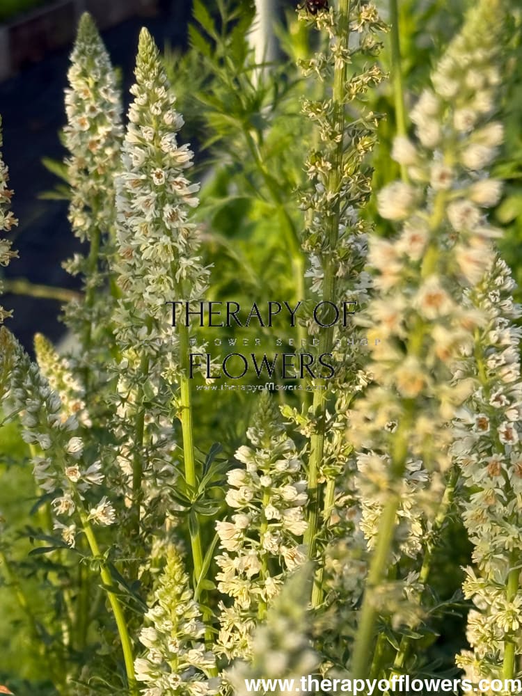 Mignonette White | Reseda alba therapyofflowers.com
