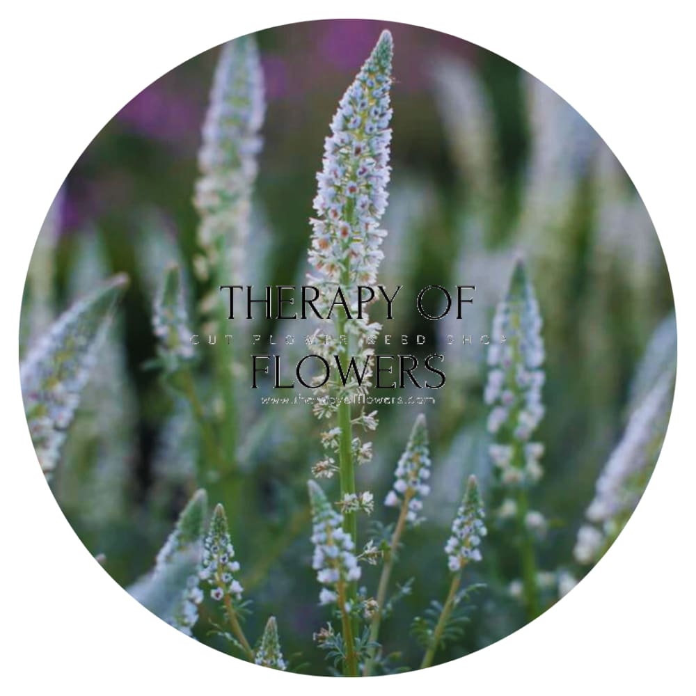 Mignonette White | Reseda alba therapyofflowers.com