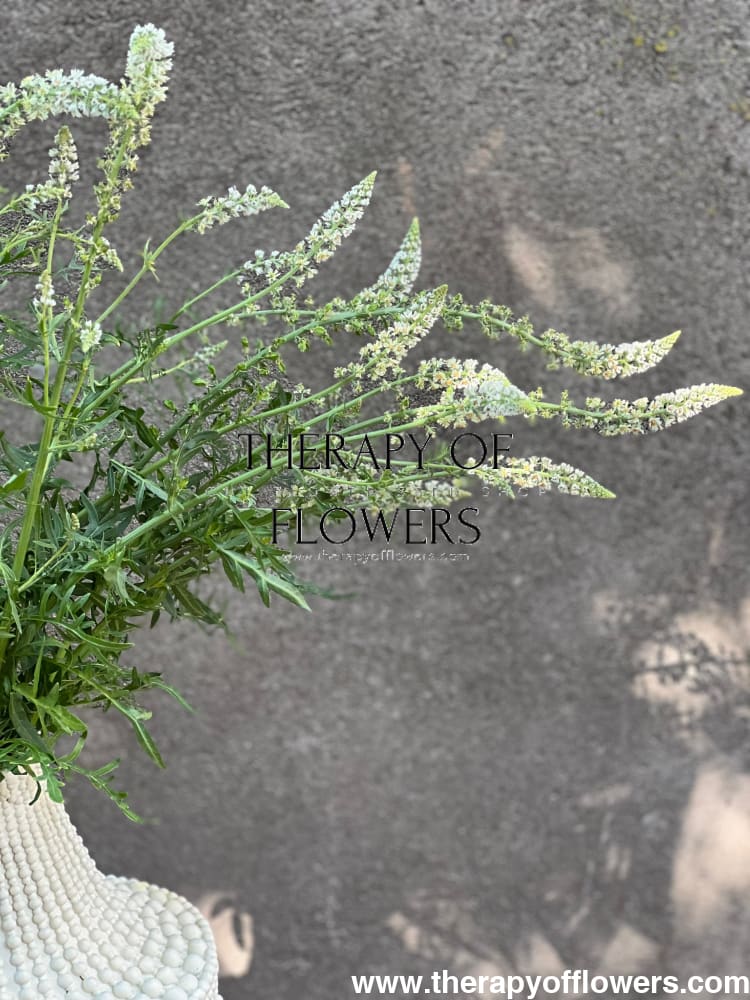 Mignonette White | Reseda alba therapyofflowers.com