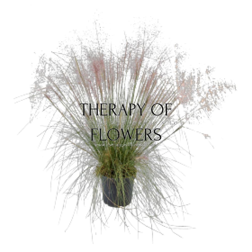 Muhlenbergia capillaris Ruby | Pink Muhly Grass therapyofflowers.com