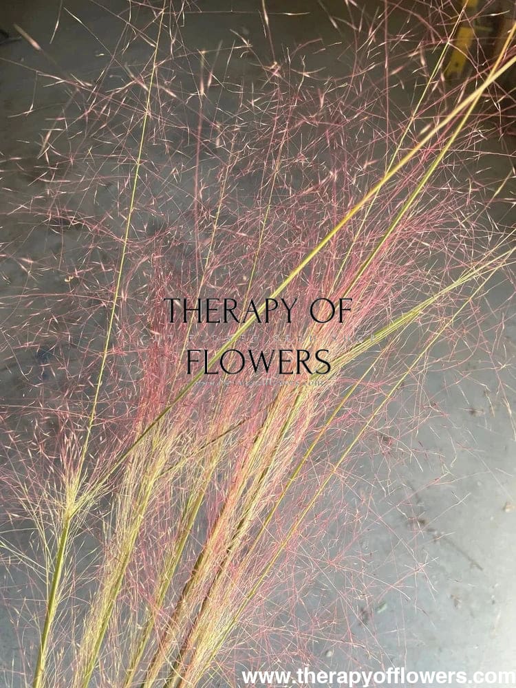 Muhlenbergia capillaris Ruby | Pink Muhly Grass therapyofflowers.com