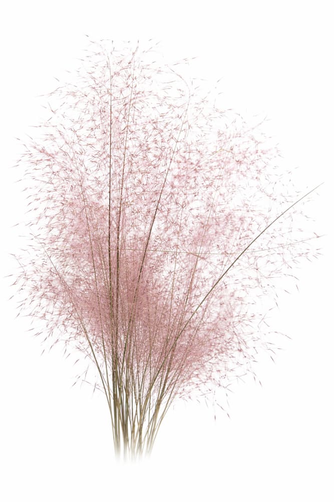 Muhlenbergia capillaris Ruby | Pink Muhly Grass therapyofflowers.com