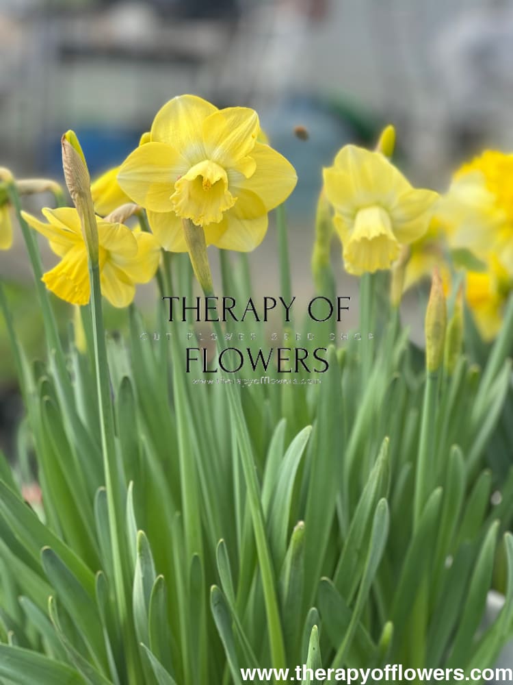 Narcissus Avalon therapyofflowers.com