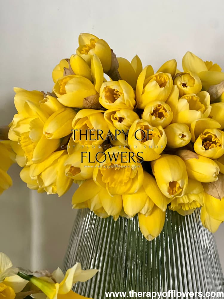 Narcissus Avalon therapyofflowers.com