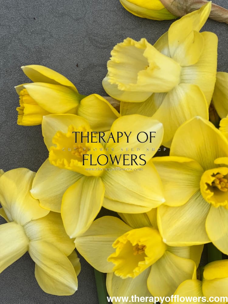 Narcissus Avalon therapyofflowers.com