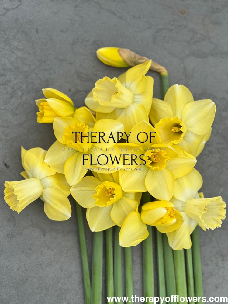 Narcissus Avalon therapyofflowers.com