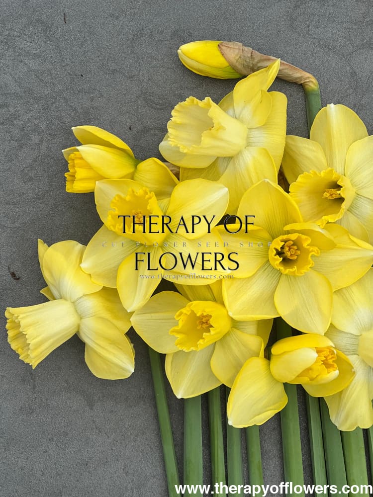 Narcissus Avalon therapyofflowers.com