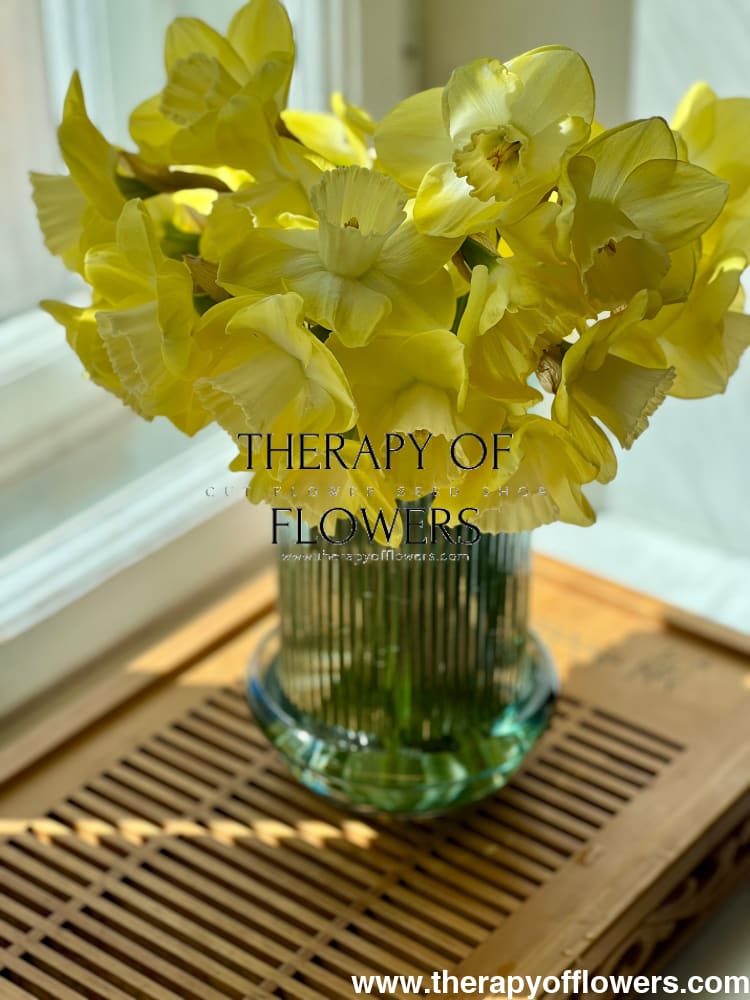 Narcissus Avalon therapyofflowers.com