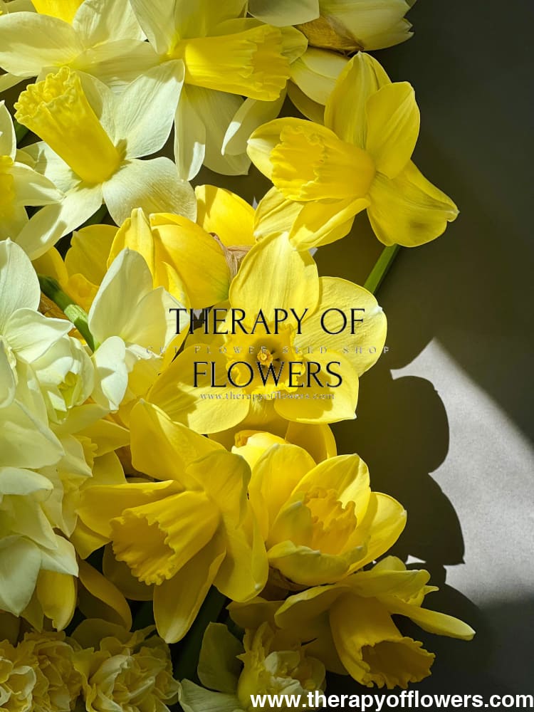 Narcissus Avalon therapyofflowers.com