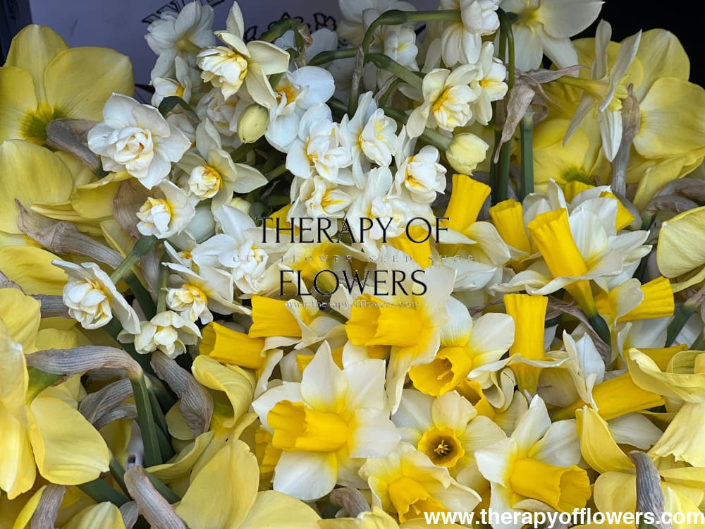 Narcissus Golden Echo therapyofflowers.com