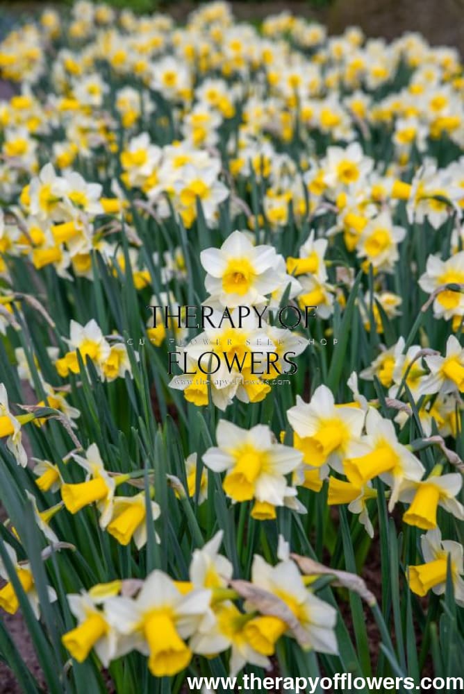 Narcissus Golden Echo therapyofflowers.com