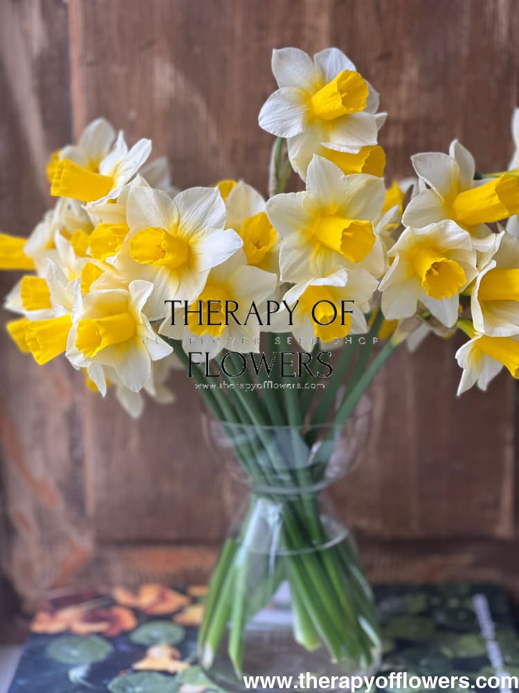 Narcissus Golden Echo therapyofflowers.com