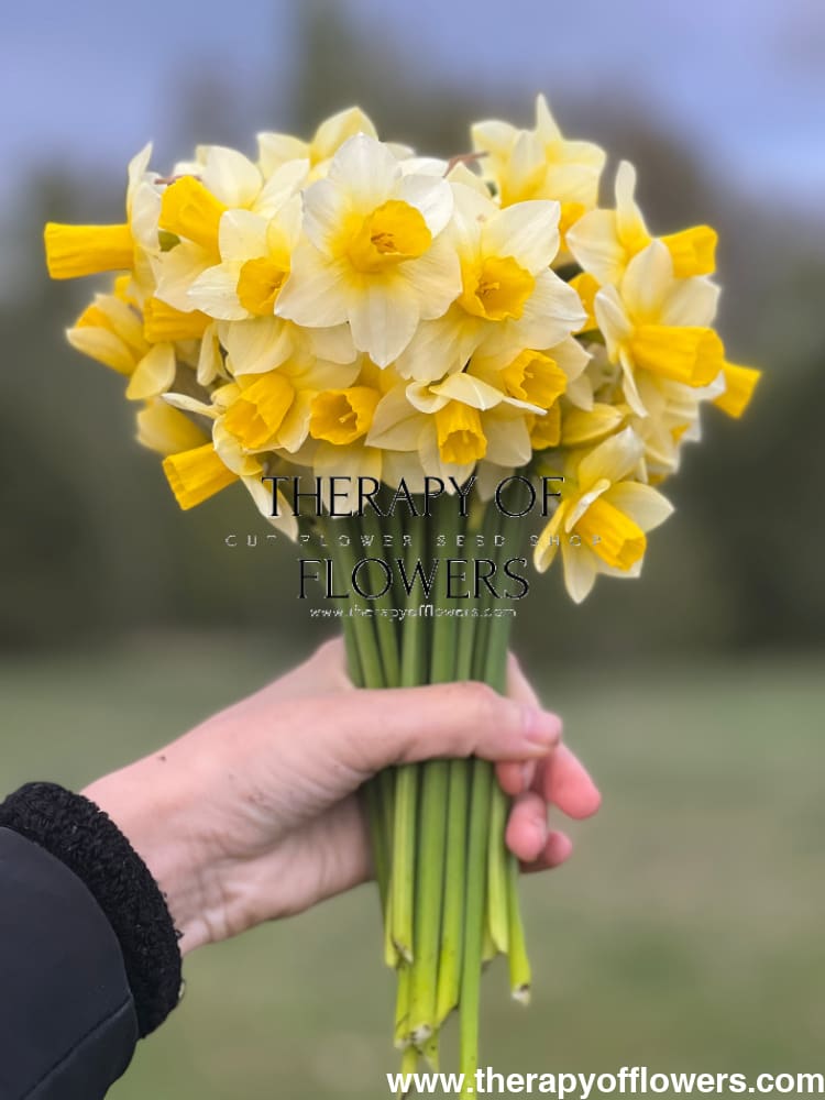 Narcissus Golden Echo therapyofflowers.com