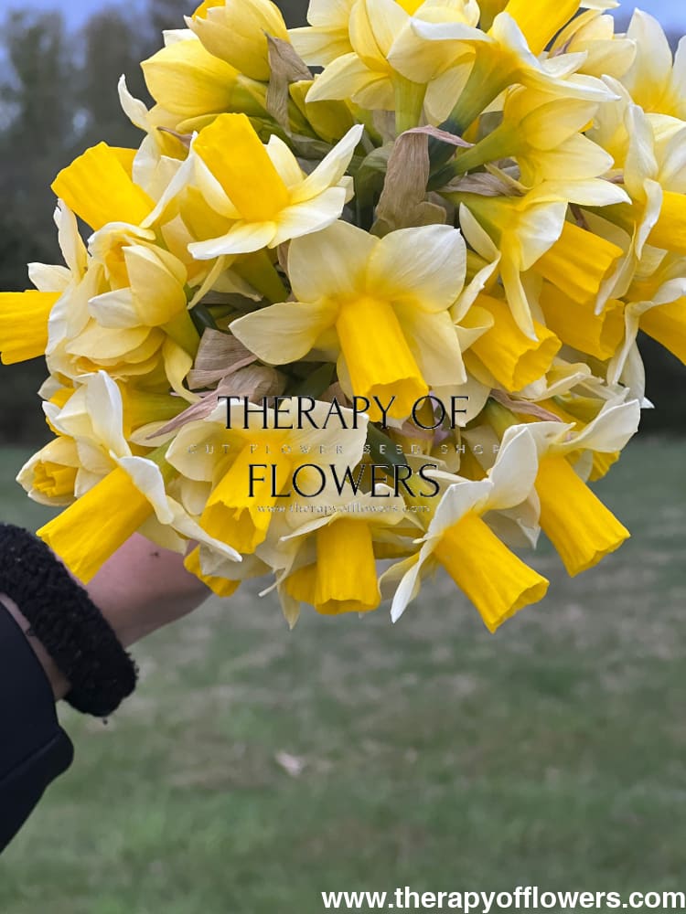 Narcissus Golden Echo therapyofflowers.com