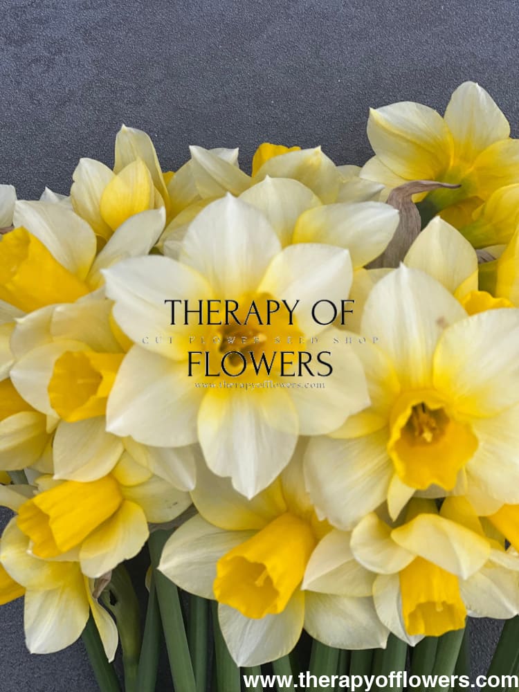 Narcissus Golden Echo therapyofflowers.com