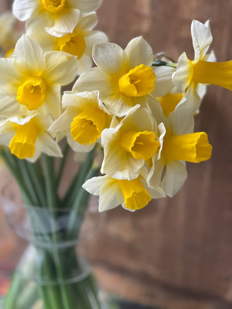 特価 Timeless Daffodils: | Narcissus Elegance Spring Your for チュニック