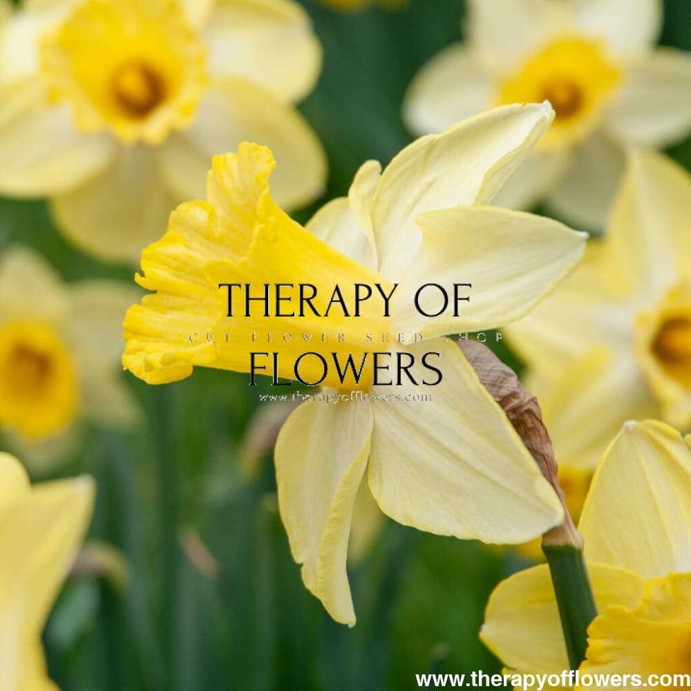 narcissus flower seeds Narcissus 'Ladea' | Large Cupped Daffodil Bulbs