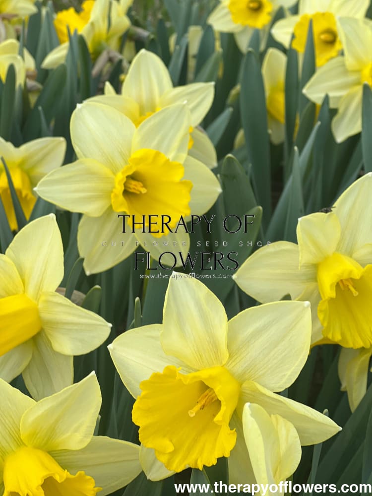 Narcissus Ladea therapyofflowers.com