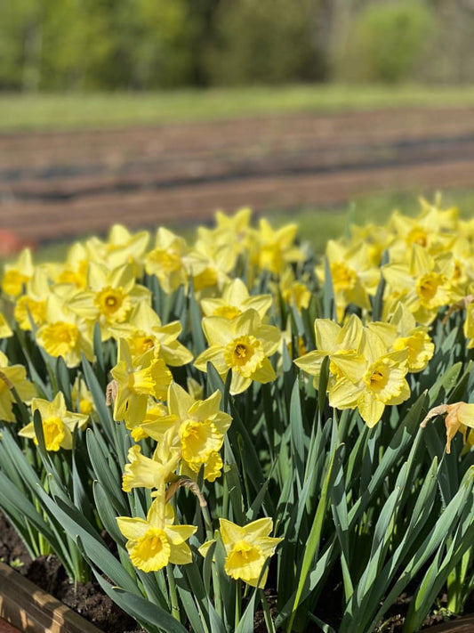 Narcissus Ladea therapyofflowers.com