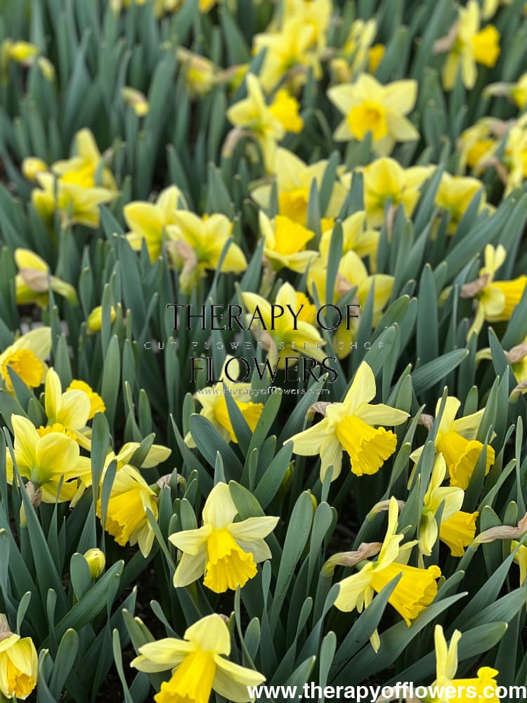 Narcissus Ladea therapyofflowers.com