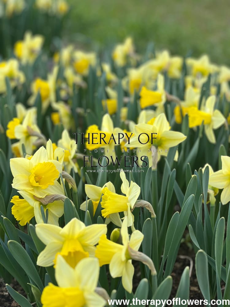 Narcissus Ladea therapyofflowers.com