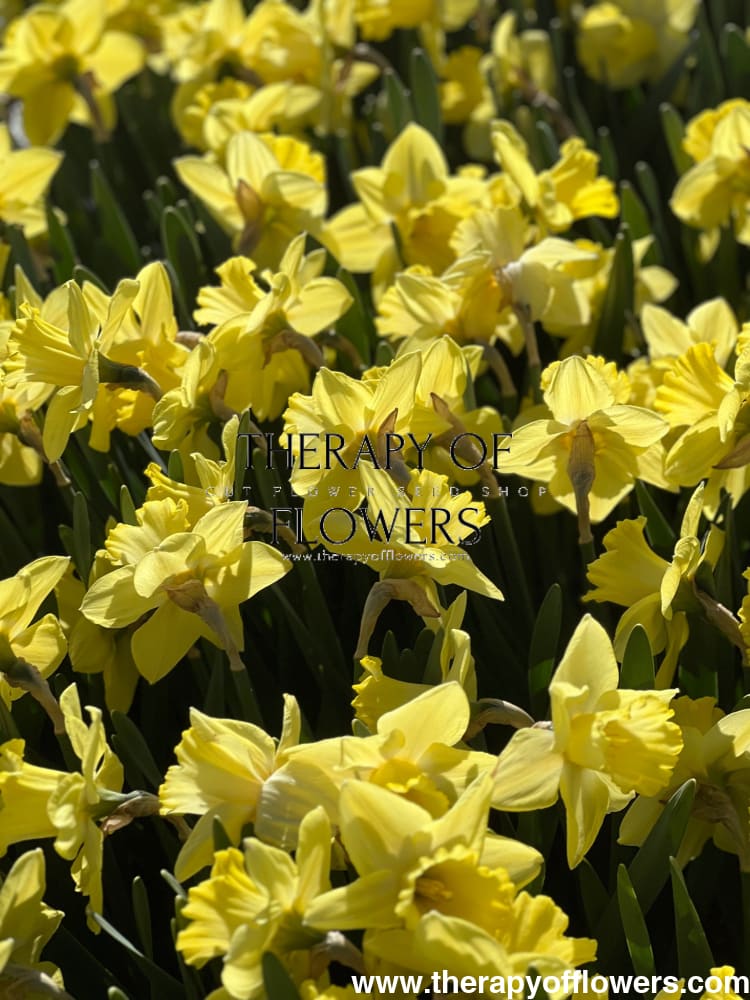 Narcissus Ladea therapyofflowers.com