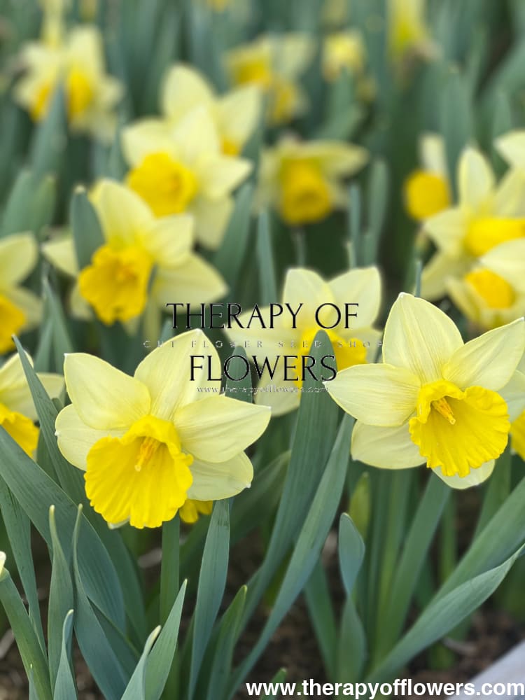 Narcissus Ladea | Large Cupped therapyofflowers.com