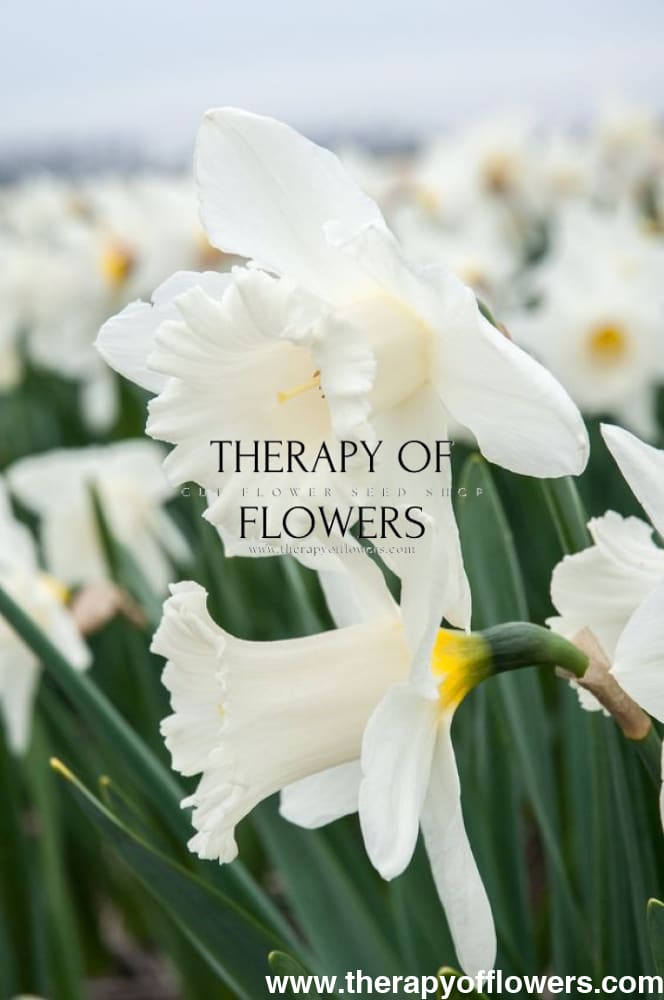 narcissus flower seeds Narcissus Mount Hood - Pure White Daffodil