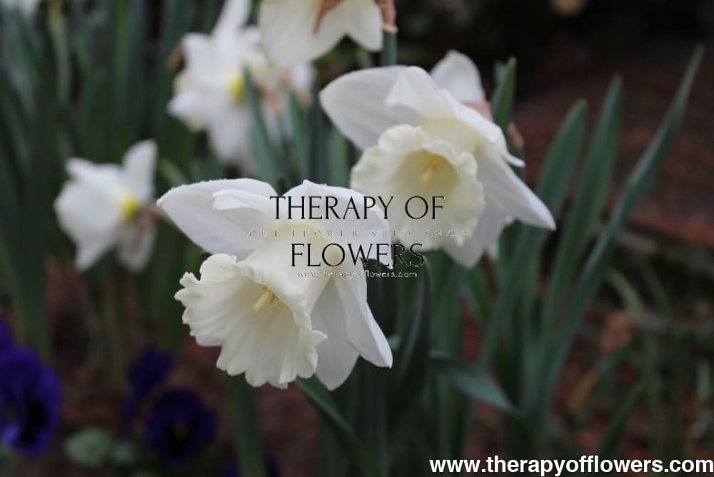 Narcissus Mount Hood therapyofflowers.com