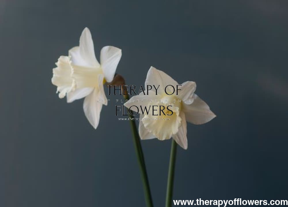 Narcissus Mount Hood therapyofflowers.com