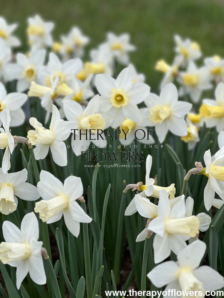 Narcissus Watch Up therapyofflowers.com