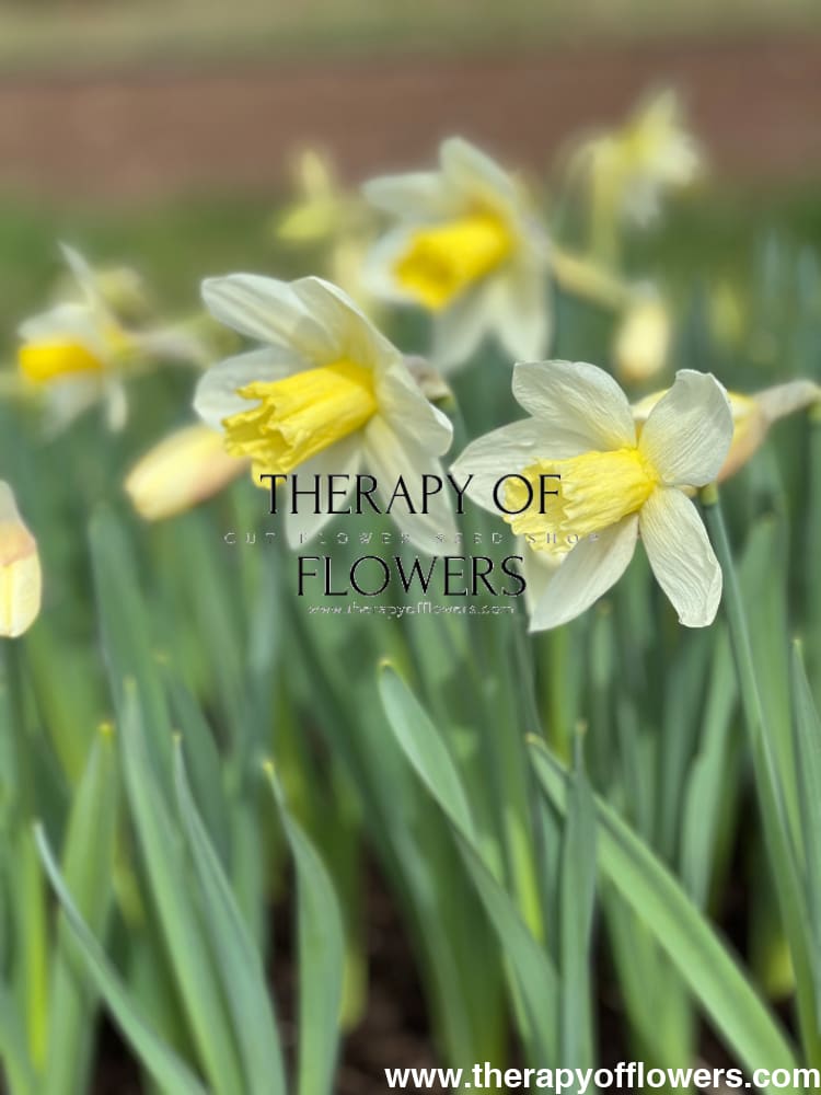 Narcissus Watch Up therapyofflowers.com