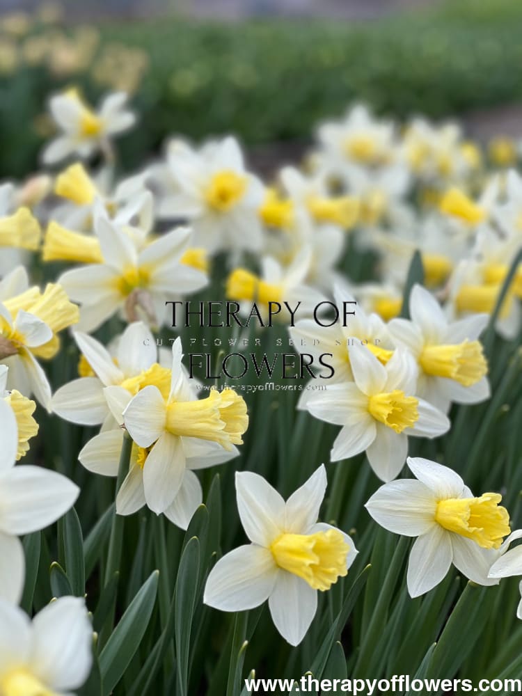 Narcissus Watch Up therapyofflowers.com
